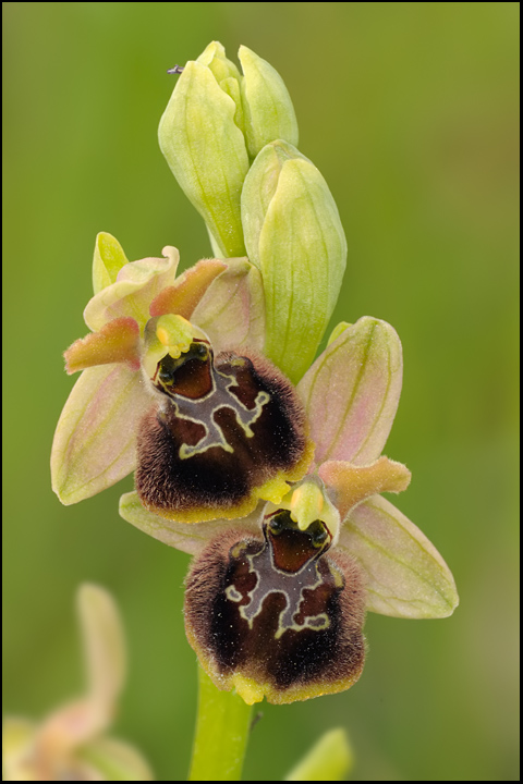 Ophrys ibrido da identificare